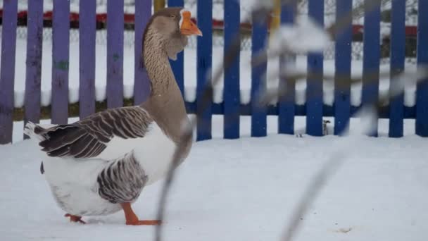 Gray Goose Man Made Nature Reserve Netherlands Slow Motion — Stock Video