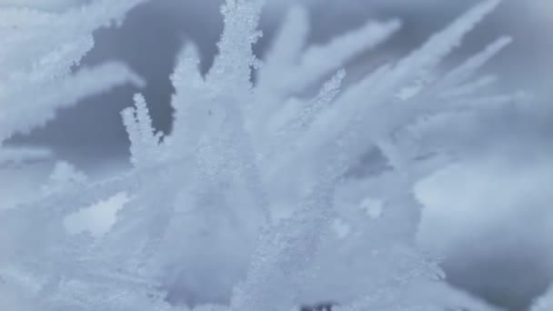 Hiver Dans Une Forêt Première Neige Tombe Neige Pure Légère — Video