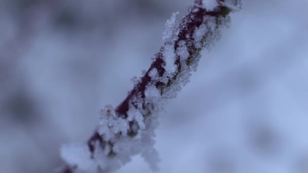 Winter Een Bos Eerste Sneeuw Valt Lichte Zuivere Sneeuw Bedekt — Stockvideo