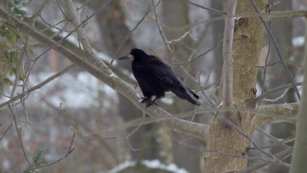 Raven Corvus Corax Perto — Vídeo de Stock