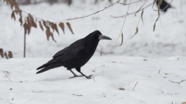 Raven Corvus Corax, yaklaşın.