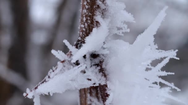 Vintern Skog Första Snön Faller Den Lätta Rena Snön Täcker — Stockvideo