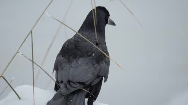 Raven Corvus Corax Close — стоковое видео