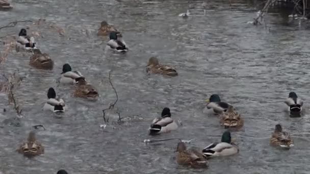 Gli Uccelli Nuotano Nel Lago Nel Fiume Primo Piano Dell — Video Stock