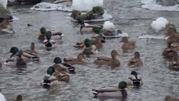 Pájaro Nada Lago Río Primer Plano Del Pato River Mallard — Vídeos de Stock