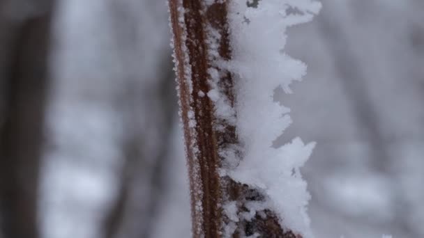 Invierno Bosque Primera Nieve Está Cayendo Luz Nieve Pura Cubre — Vídeos de Stock