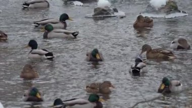 Kuş gölde, nehirde yüzer. Ördek yakın çekimi. River Mallard Ördeği. Ağır çekimde eğil. Ördek temizliği sırasında.