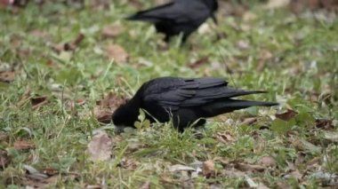 Kuzgun kapat. Siyah kuzgun çimlerin üzerinde oturuyor. Corvus koraks.