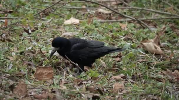 Raven Cerca Cuervo Negro Sentado Hierba Corvus Corax — Vídeo de stock