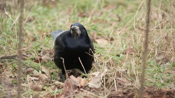 Raven Cerca Cuervo Negro Sentado Hierba Corvus Corax — Vídeos de Stock