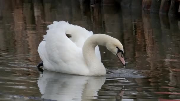 Cisne Blanco Par Cisnes Blancos Mudos Nadan Lago — Vídeos de Stock