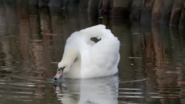 White Swan Pair Couple White Mute Swans Swims Lake — Stock Video