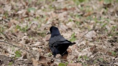 Kuzgun kapat. Siyah kuzgun çimlerin üzerinde oturuyor. Corvus koraks.