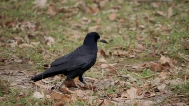 Raven Cerca Cuervo Negro Sentado Hierba Corvus Corax — Vídeos de Stock
