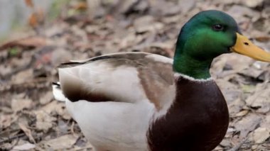 Kuş gölde, nehirde yüzer. Ördek yakın çekimi. River Mallard Ördeği. Ağır çekimde eğil. Ördek temizliği sırasında.