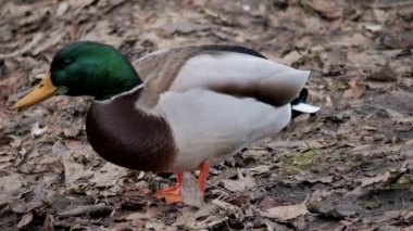 Kuş gölde, nehirde yüzer. Ördek yakın çekimi. River Mallard Ördeği. Ağır çekimde eğil. Ördek temizliği sırasında.