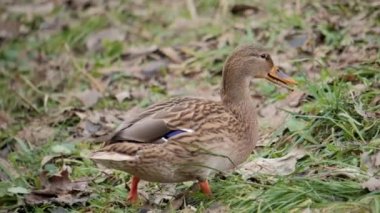 Kuş gölde, nehirde yüzer. Ördek yakın çekimi. River Mallard Ördeği. Ağır çekimde eğil. Ördek temizliği sırasında.