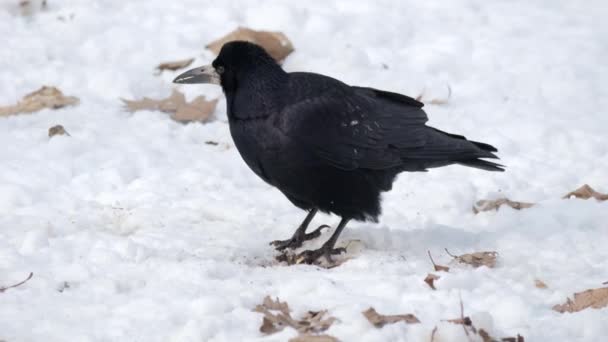 Raven Close Black Raven Sitting Grass Corvus Corax — Stock Video