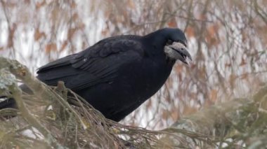 Kışın kuş. Raven Corvus Corax, yaklaşın..