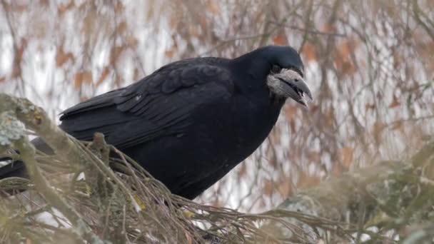 Burung Musim Dingin Raven Corvus Corax Menutup — Stok Video