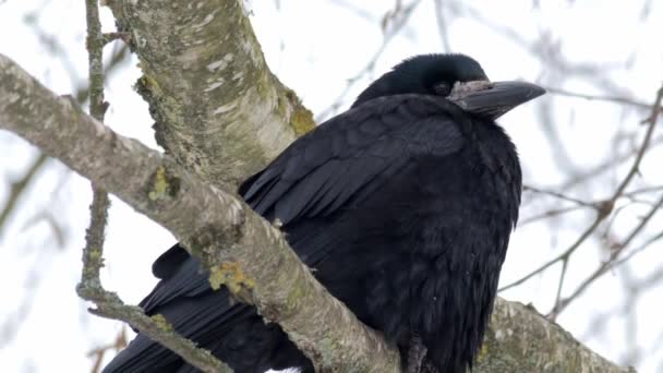 Raven Corvus Corax Close — стоковое видео