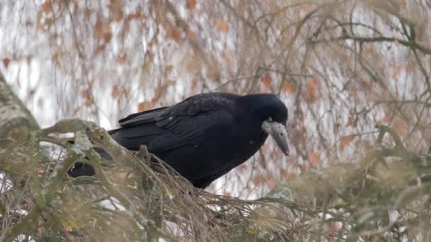 Pájaro Invierno Raven Cerca Hombre Pájaro Cuervo Corvus Corax Black — Vídeos de Stock