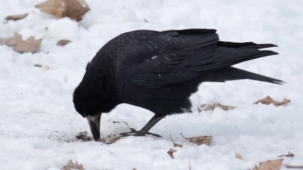Птица Зимой Raven Corvus Corax Close — стоковое видео
