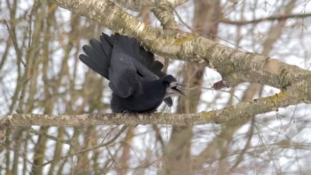 Bird Winter Raven Close Male Bird Raven Corvus Corax Black — Stock Video