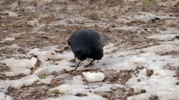 Pájaro Invierno Raven Cerca Hombre Pájaro Cuervo Corvus Corax Black — Vídeo de stock