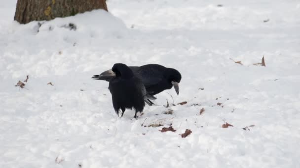 Kışın Kuş Raven Corvus Corax Yaklaşın — Stok video