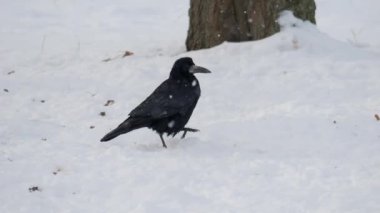 Kışın kuş. Kuzgun kapat. Erkek kuş. Kuzgun. Corvus corax. Kara Kuş. Siyah kuzgun çimlerin üzerinde oturuyor. Ormandaki vahşi kuş. Kış Ormanı