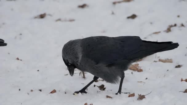 鸟儿在冬天 乌鸦Corvus Corax特写 — 图库视频影像