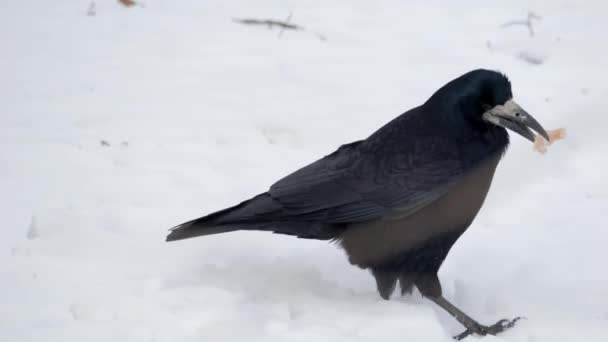 겨울에 Raven Corvus Corax 클로즈업 — 비디오