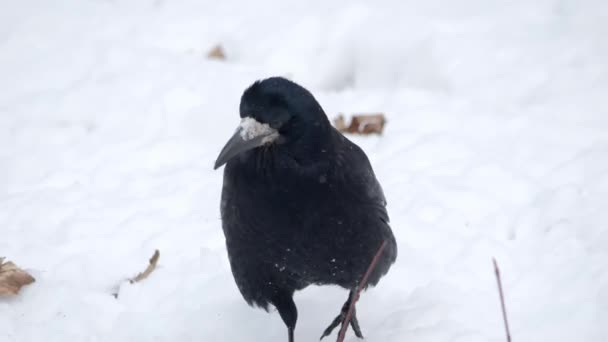 鸟儿在冬天 乌鸦靠近了 Corvus Corax 黑鸟黑乌鸦坐在草地上 森林里的野鸟冬季森林 — 图库视频影像