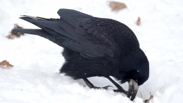 Pájaro Invierno Raven Cerca Hombre Pájaro Cuervo Corvus Corax Black — Vídeos de Stock