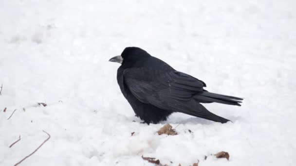 Pájaro Invierno Cuervo Corvus Corax Cerca — Vídeos de Stock