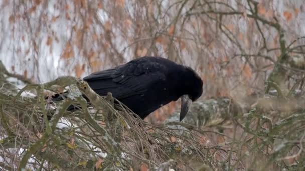 Pássaro Inverno Raven Perto Pássaro Macho Raven Corvus Corax Pássaro — Vídeo de Stock
