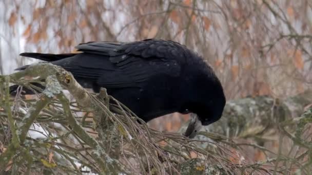 Pássaro Inverno Raven Perto Pássaro Macho Raven Corvus Corax Pássaro — Vídeo de Stock