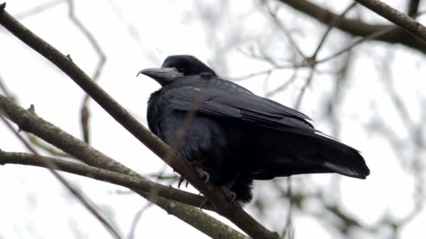 Kışın Kuş Raven Corvus Corax Yaklaşın — Stok video