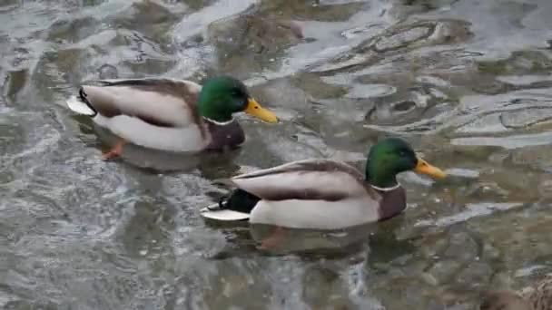 Πουλί Κολυμπάει Στη Λίμνη Ποτάμι Σκύψε Από Κοντά Ρίβερ Μάλαρντ — Αρχείο Βίντεο