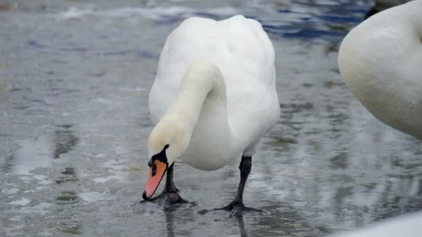 Cisne Blanco Par Cisnes Blancos Mudos Nadan Lago — Vídeos de Stock