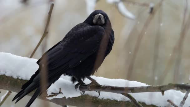 Raven Corvus Corax Zamknij Się — Wideo stockowe