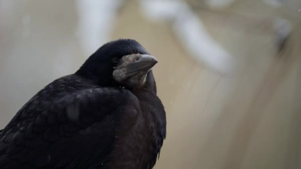 Raven Corvus Corax Zavřít — Stock video