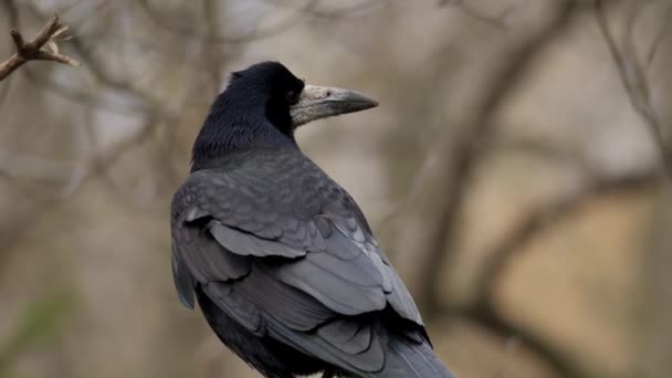 Pájaro Invierno Cuervo Corvus Corax Cerca — Vídeo de stock