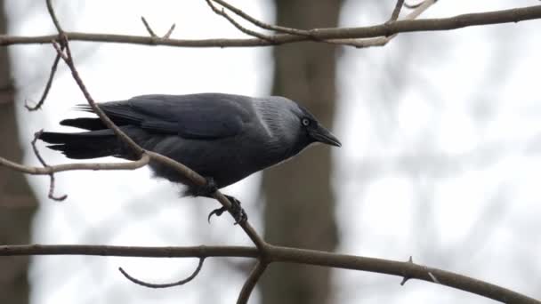 Pájaro Invierno Cuervo Corvus Corax Cerca — Vídeos de Stock