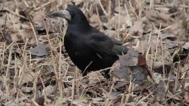 Pássaro Inverno Raven Corvus Corax Perto — Vídeo de Stock