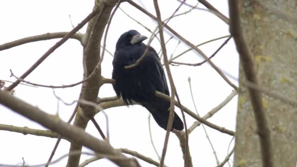 Птица Зимой Raven Corvus Corax Close — стоковое видео