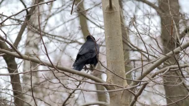 鸟儿在冬天 乌鸦Corvus Corax特写 — 图库视频影像