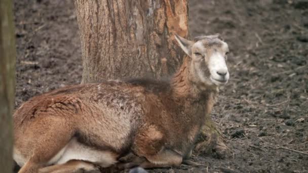 Avrupa Bıyığı Kışın Hayvanlar Mouflon Ram Mouflon Karda Kış Ram — Stok video