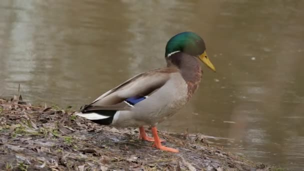 Птица Плавает Озере Река Маллард Дак Утка Замедленной Съемке — стоковое видео